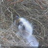 Eaglets!