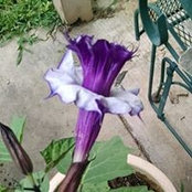 Linda Tyner's photo