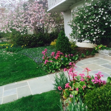 Bergenia, an old magnolia and a Koreanspice viburnum welcome visitors