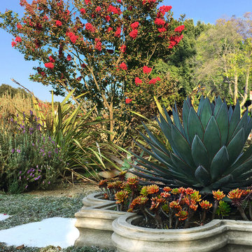 Vivacious Mediterranean Front Yard