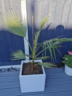 It's hard to find pictures of palms in lechuza, so wanted to share my  triplet washingtonia robusta doing well on sunny window sill in lechuza pon  in selfwatering pot. : r/SemiHydro