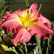 MaryAnn Borcherdings foto