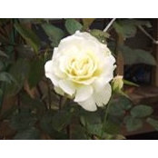 Tammy Bryant's photo
