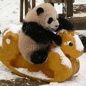 Panda Salluzzis billede