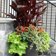 plants