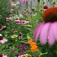 Garden ideas