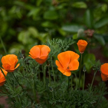 California Poppies