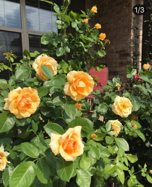 st tropez i need this too . how stunning ? great container rose