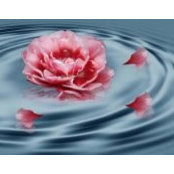 Eva Prifti's photo