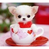 Wendy Koo Ling's photo