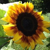 Mary Heinz's photo