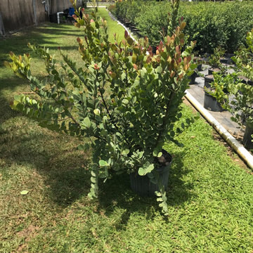 Cocoplum “Red Tip” - 7 Gallons
