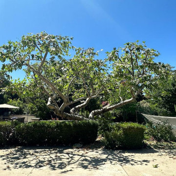 Majestic Tree Care Inc