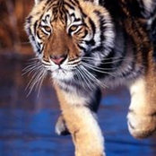 Tony Andersson's photo