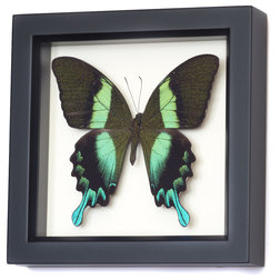 Contemporary Decorative Accents by Bug Under Glass