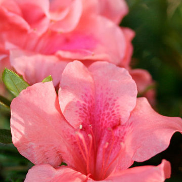 Encore Azalea Autumn Coral™