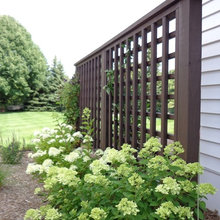 Little Lime Hydrangea
