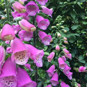 Belvoir Castle Flower & Garden Show