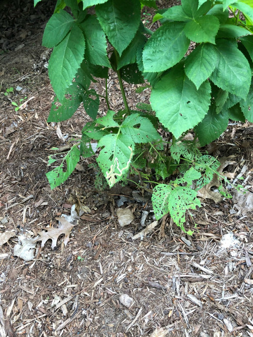 What is eating my blackberry plants?