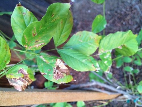 Brown Edges Spots On Leaves Of Newly Planted Wisteria