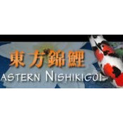 Eastern Nishikigoi's photo