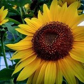 Pamela Helling's photo