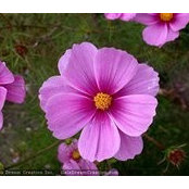 Beverley Berrys foto