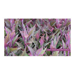 Native Plants - Products