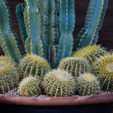 Natural Wonder - Phoenix Home & Garden