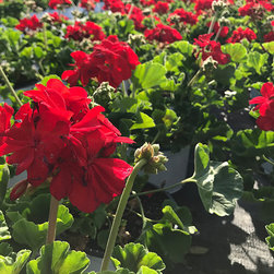 Current Featured Plants - Products