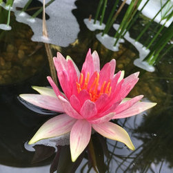 Water Gardening - Gardening And Lawn Care