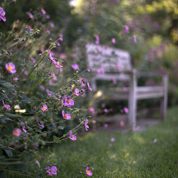 Anemone in Bloom