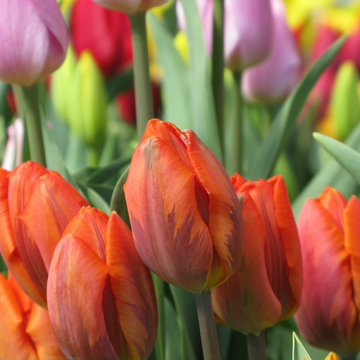 Bulbs