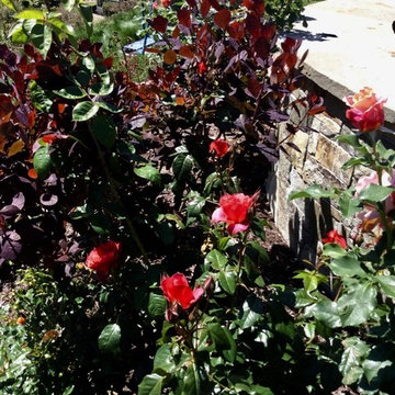 Moraga Gardening Oasis