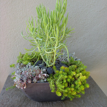 Succulents Arrangements in Containers