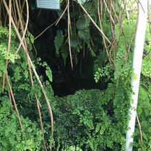 Garden - Fernery