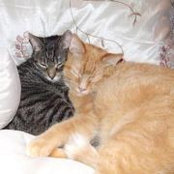 Cheryl Cromie's photo