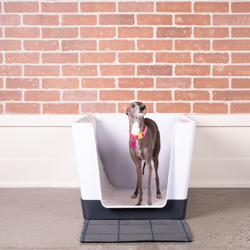 Dog Space