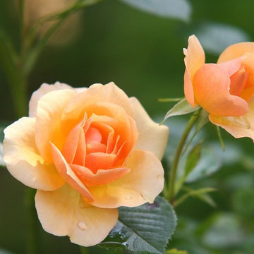 Sensible Gardening: Tips for Planting and Upkeep of Roses