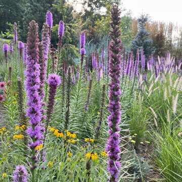 Mid-summer Color