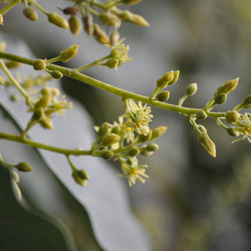 Avocado/Persea gratissima/Avocado flower