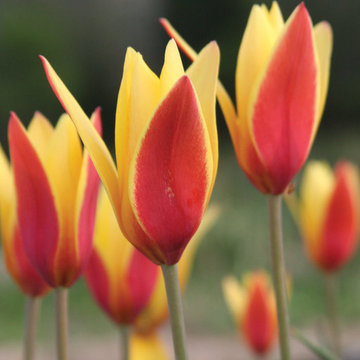 ‘Tubergen’s Gem’ Tulip Tulipa clusiana var. 'Tubergen's Gem'