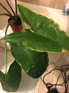 Can I cut back my Alocasia Zebrina? | Houzz Forum