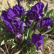 Tinker Evans's photo