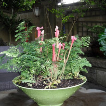 Containers and plants
