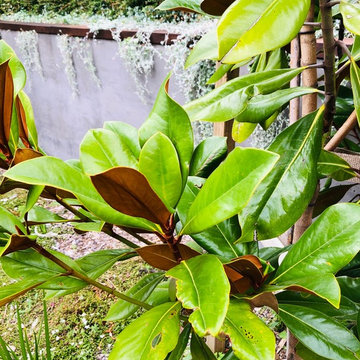 Whitby Garden