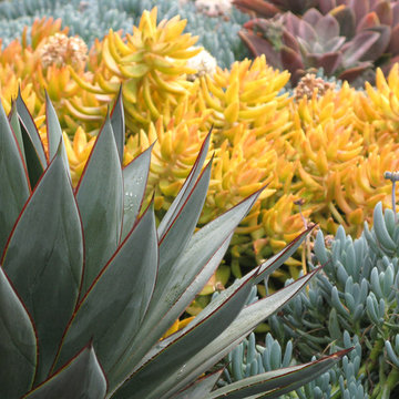Seaside Colorful Succulent Garden