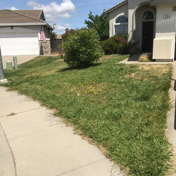 Front yard turf removal and drought tolerant install