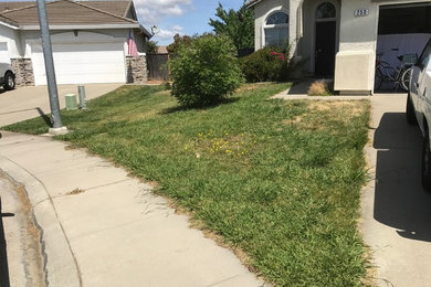 This is an example of a small front yard full sun xeriscape in Sacramento.