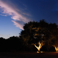 tree lighting